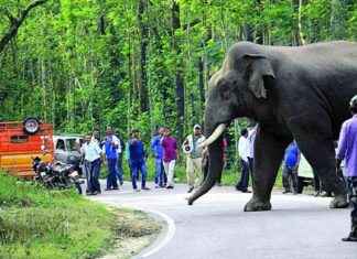 1. कर्नाटक में वन्यजीव
2. हाथी संघर्ष
3. जंगली जीव
4. कर्नाटक के वन्यजीव
5. वन्यजीव संरक्षण
6. भारतीय वन्यजीव
7. हाथी संघर्ष कर्नाटक
8. कर्नाटक के जंगल
9. वन्यजीव संभाल
10. वन्यजीव संरक्षण कर्नाटक 1-2-3-4-5-6-7-8-9-10